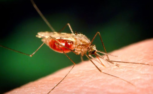 La tesis del distanciamiento social surge a partir de los estudios sobre la transmisión de la malaria en los mosquitos que llevó a cabo el Premio Nobel de Medicina de 1902, Ronald Ross.